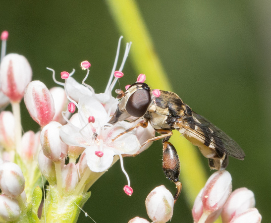 Thick-legged hoverfly - Syritta pipiens