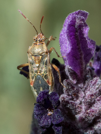Hyaline grass bug - Liorhyssus hyalinus
