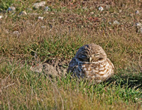 Burrowing Owl - Athene cunicularia