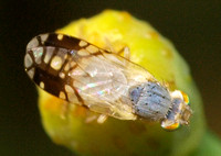 Fruit fly - Trupanea sp.