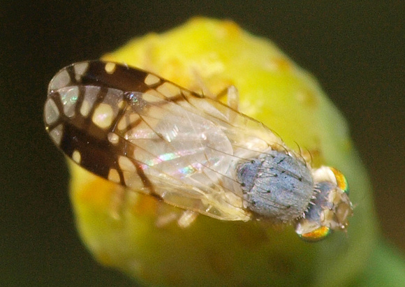 Fruit fly - Trupanea sp.
