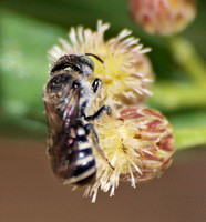 Family Apidae, Anthophora sp.??