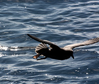 Northern Fulmar - Fulmarus glacialis