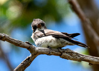 Olive-sided Flycatcher - Contopus cooperi
