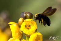 Carpenter bee - Unidentified sp. (wearing pollen)