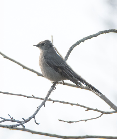 Townsend's Solitaire - Myadestes townsendi