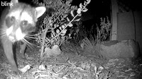 Raccoon - Procyon lotor