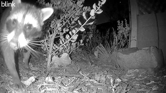 Raccoon - Procyon lotor