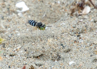 Sand wasp - Bembix americana