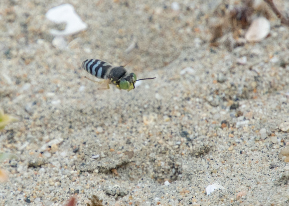 Sand wasp - Bembix americana