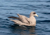 Northern Fulmar - Fulmarus glacialis