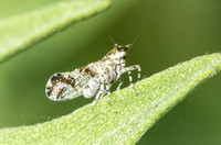 Delphacid planthopper - Stobaera sp