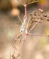 Four spurred assassin bug - Zelus tetracanthus