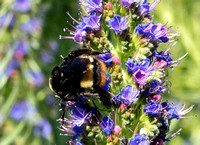Crotch's Bumble Bee - Bombus crotchii