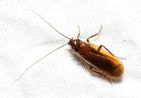 Western Wood Cockroach - Parcoblatta americana