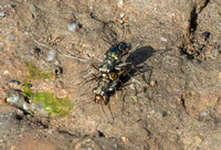 Mudflat Tiger Beetle - Cicindela trifasciata ssp. sigmoidea