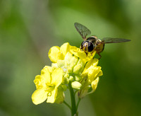 Flower fly - Eupeodes sp.