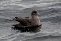 Northern Fulmar - Fulmarus glacialis