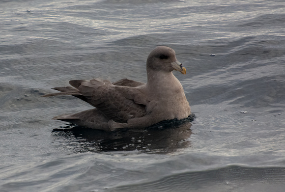 Northern Fulmar - Fulmarus glacialis