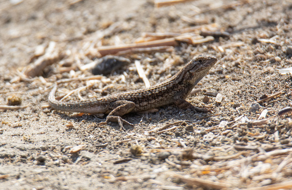 Western Fence Lizard - Sceloporus occidentalis