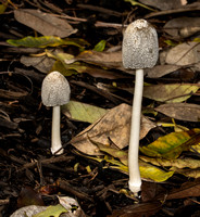 Hare's-foot Inkcap - Coprinopsis lagopus