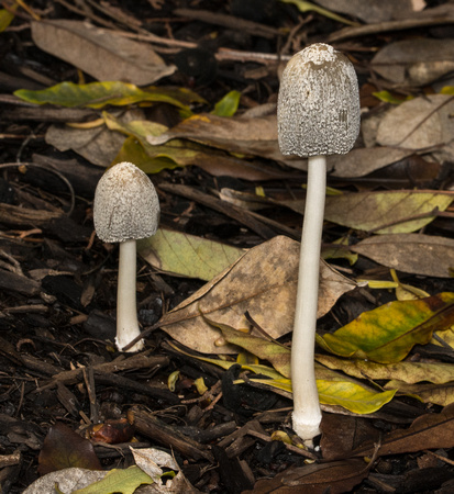 Hare's-foot Inkcap - Coprinopsis lagopus