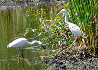 Little Blue Heron - Egretta caerulea, Snowy Egret - Egretta thula