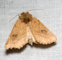 Family Noctuidae - Owlet Moths