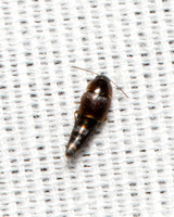 Rove beetle - Tachyporus sp
