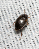 Predaceous diving beetle - unidentifed sp
