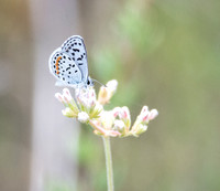 Bernardino Blue - Euphilotes bernardino