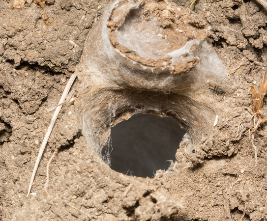 California Trapdoor spider - Bothriocyrtum californicum