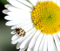 Carpet beetle - Anthrenus verbasci