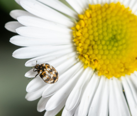 Carpet beetle - Anthrenus verbasci