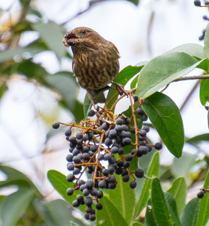 Purple Finch - Haemorhous purpureus