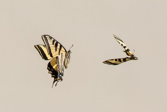 Western tiger swallowtail - papilio rutulus