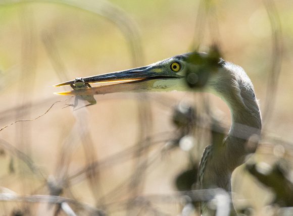 Great Blue Heron - Ardea herodias, Western Fence Lizard - Sceloporus occidentalis