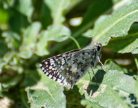 White checkered-skipper - Pyrgus albescens