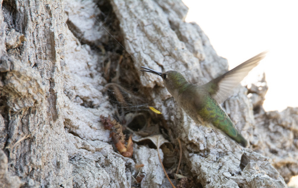 Anna's Hummingbird - Calypte anna