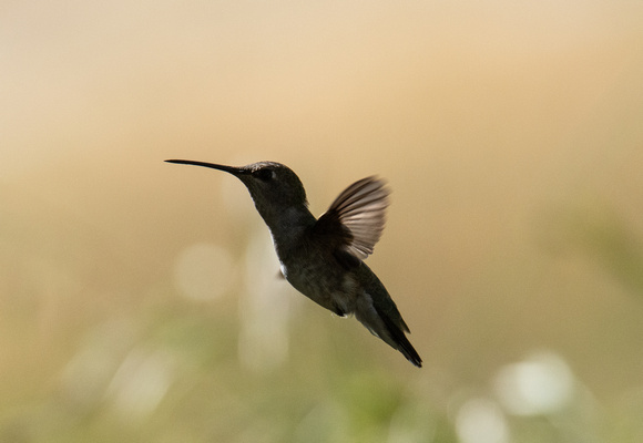 Anna's Hummingbird - Calypte anna