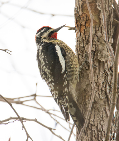 Red-naped Sapsucker - Sphyrapicus nuchalis