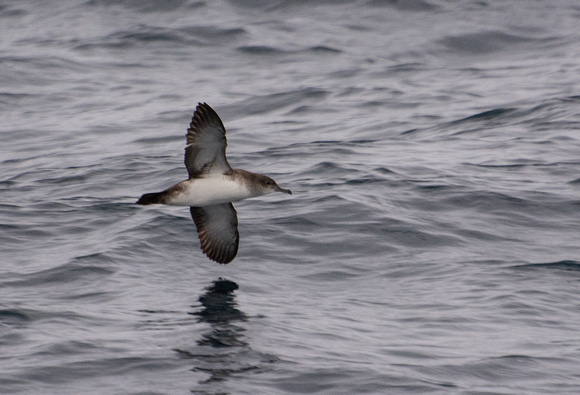 Black-vented Shearwater - Puffinus opisthomelas