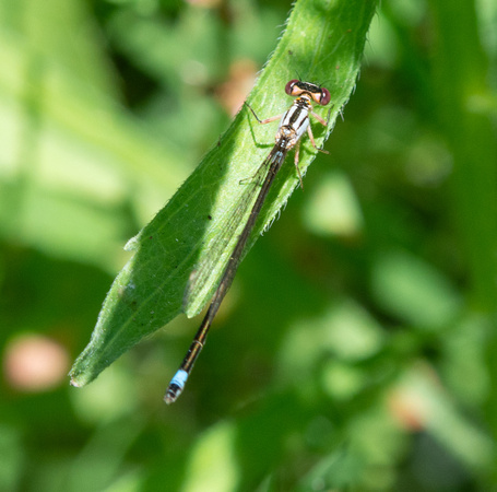 Pacific forktail - Ischnura cervula