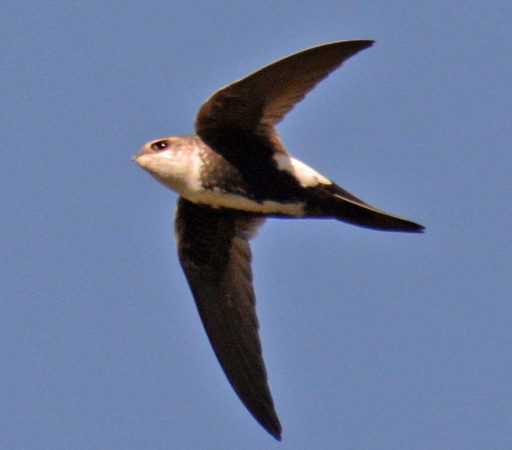 White-throated Swift - Aeronautes saxatalis