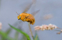 Valley carpenter bee - Xylocopa sonorina