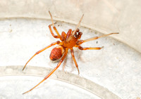Spider - Asagena fulva