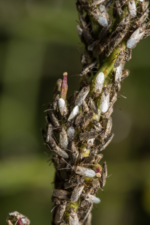 Seed bug  - Nysius sp