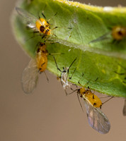 Oleander aphid - Aphis nerii