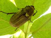 Dusty June beetle- Amblonoxia palpalis