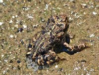 Western Toad - Anaxyrus boreas